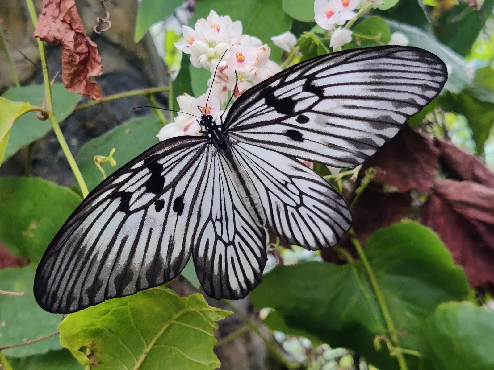 Bali Butterfly Park: Discover Exotic Tropical Species