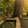 Sacred Monkey Forest: The Ultimate Ubud Guide