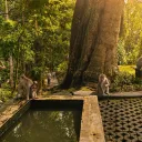 Sacred Monkey Forest: The Ultimate Ubud Guide