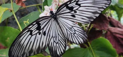 Bali Butterfly Park: Discover Exotic Tropical Species