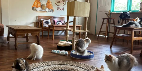 Cat Cafe Ubud (Twist Ubud)