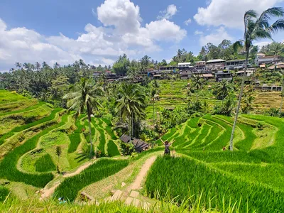 Tegalalang