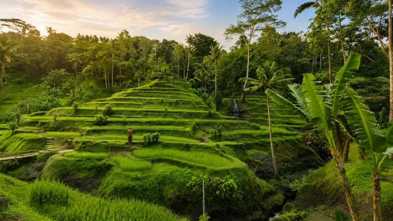 Tegallalang Rice Terrace : Exploring Ubud’s Icon