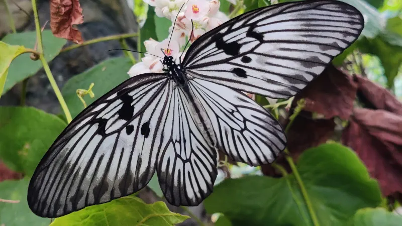 Bali Butterfly Park: Discover Exotic Tropical Species