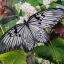 Bali Butterfly Park: Discover Exotic Tropical Species
