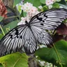 Bali Butterfly Park: Discover Exotic Tropical Species